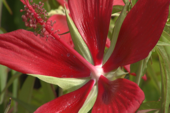 Texas Star hibiscus blooms and thrives in summer heat 